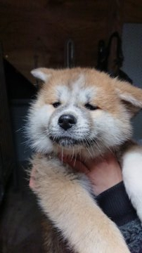 秋田犬【宮城県・女の子・2021年1月11日・赤毛】の写真「可愛い赤毛の女の子❤️」