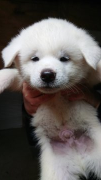 秋田犬【宮城県・男の子・2019年12月6日・白毛】の写真「兄弟の中で一番大きな男の子」