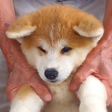 秋田犬【宮城県・女の子・2022年7月12日・赤毛】の写真「とてもキュートな女の子」