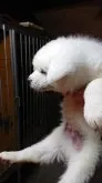 秋田犬【宮城県・男の子・2019年12月6日・白毛】の写真2「1/23撮影」