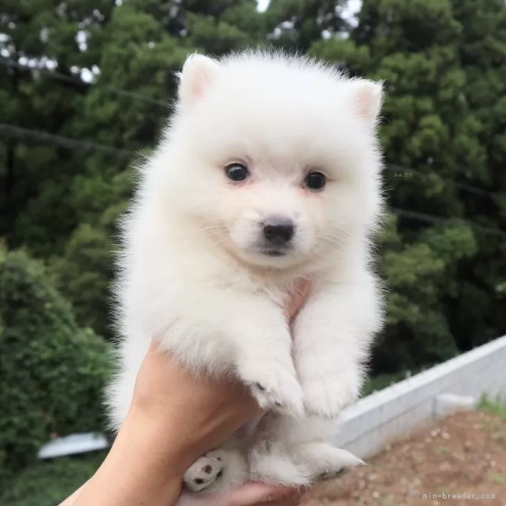ID:2510-01404の子犬