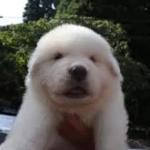 グレートピレニーズ