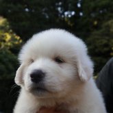 グレートピレニーズ