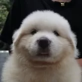 グレートピレニーズ