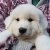 グレートピレニーズ【千葉県・女の子・2024年11月28日・ホワイト】の写真1