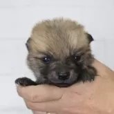 ポメ柴(柴犬×ポメラニアン)【千葉県・男の子・2025年10月17日・レッド】の写真1