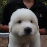 グレートピレニーズ