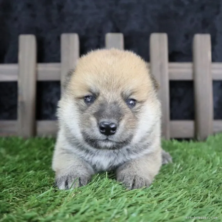 ID:2307-00931の子犬