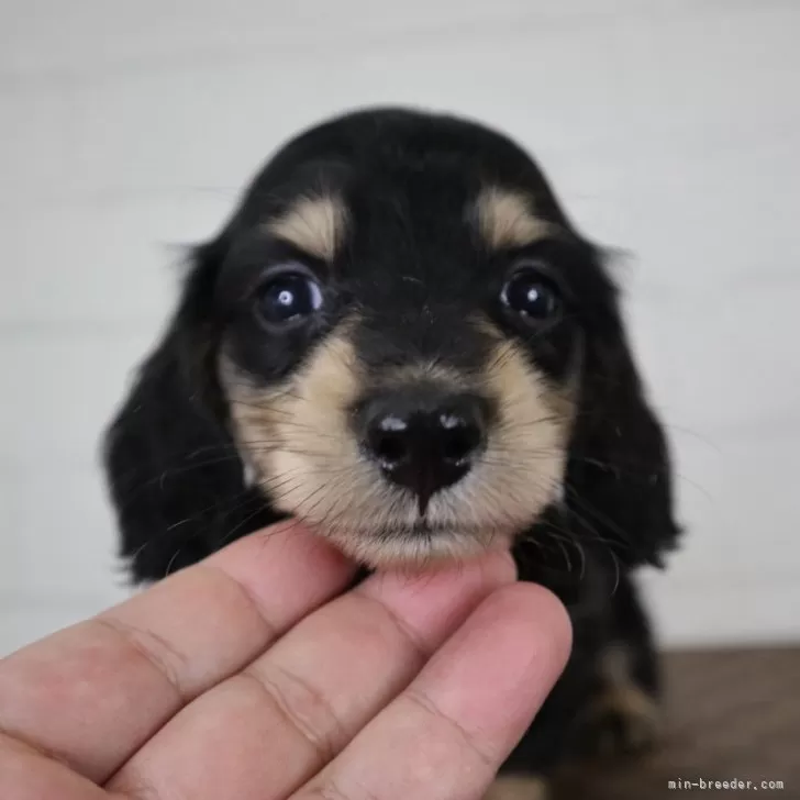 ID:2406-06882の子犬