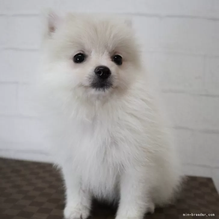 ID：2402-00596の子犬