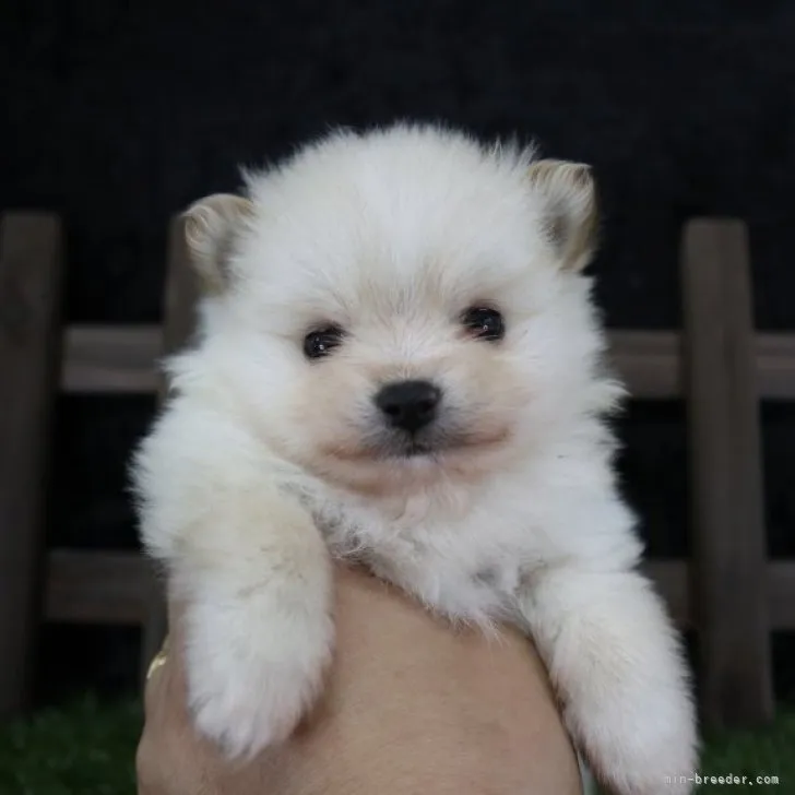 ID：2301-01755の子犬