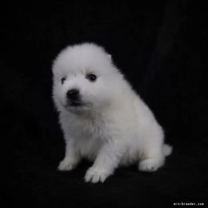 ID:2212-02226の子犬