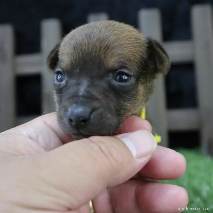 ID：2304-03340の子犬