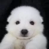 日本スピッツ【千葉県・男の子・2024年7月6日・ホワイト】の写真1