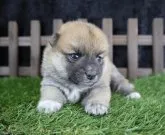 柴犬(標準サイズ)【千葉県・女の子・2023年6月2日・赤】の写真4