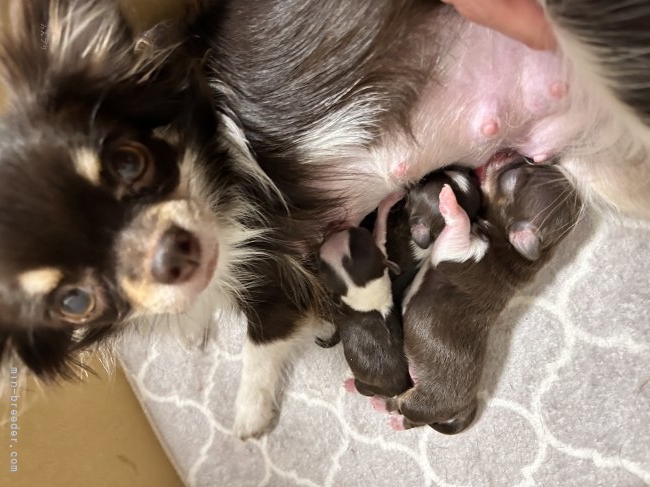 寺家　彩香(てらいえ　あやか)ブリーダー(福岡県・フレンチブルドッグなど・JKC登録)の紹介写真3