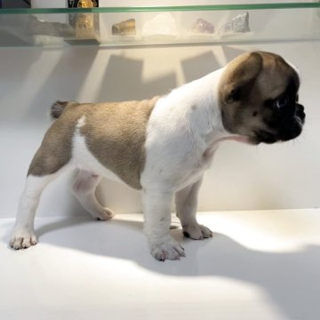 フレンチブルドッグ【福岡県・男の子・2025年8月24日・フォーンパイド】の写真「甘えん坊の男の子」