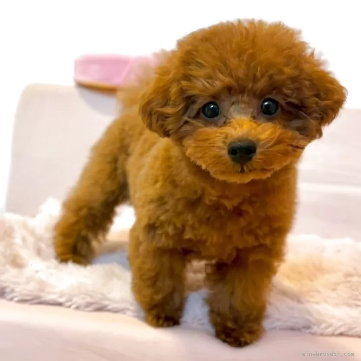 H.M 様のお迎えした子犬