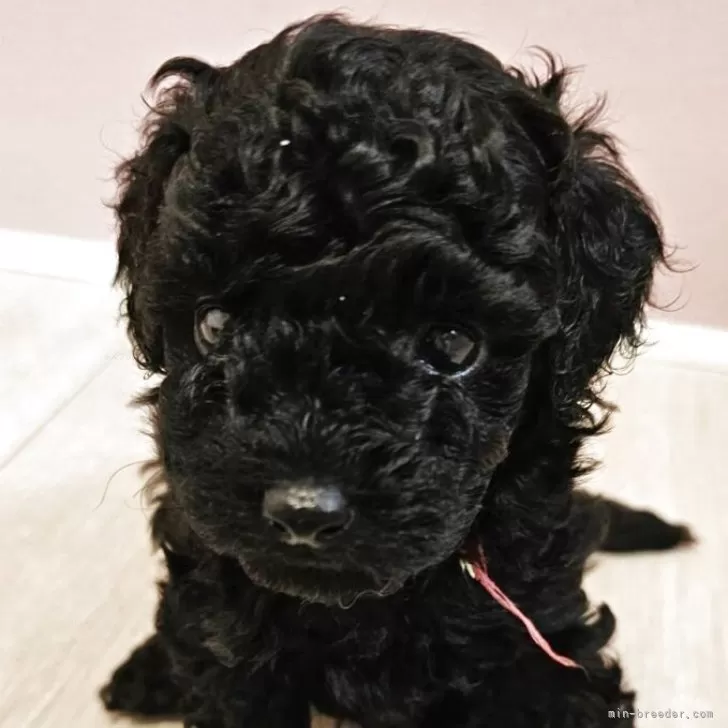 ID：2505-06848の子犬