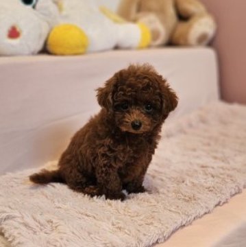 トイプードル(ティーカップ)【山梨県・女の子・2025年6月14日・レッドフォーン(レッド)】の写真「目鼻の位置正三角形·短いマズル&足·濃いレッド🐻」