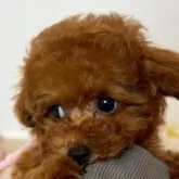 タイニープードル