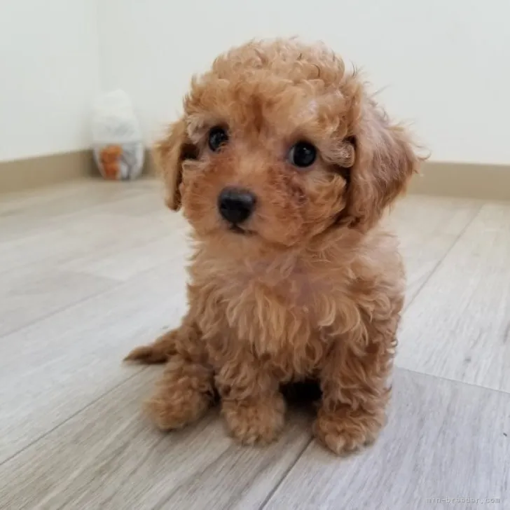 ID:2305-03057の子犬
