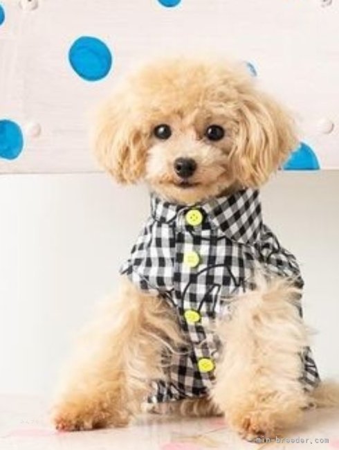 ティーカッププードル【・男の子・2023年7月18日・ペールフォーン】「イベントにてパチリ📸」