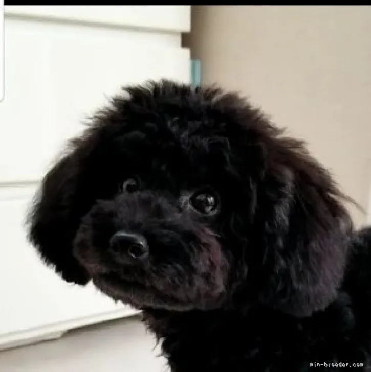 ID：2305-03032の子犬