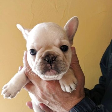フレンチブルドッグ【福岡県・男の子・2025年3月23日・クリーム】の写真「ムチコロボディが可愛いです💕」
