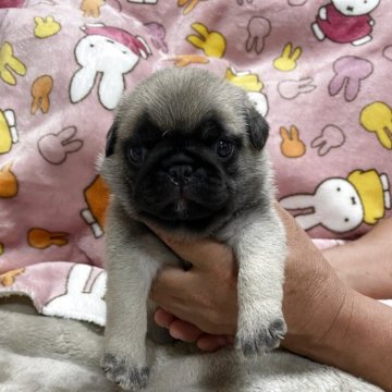 パグ【福岡県・男の子・2025年6月19日・フォーン】の写真「可愛い男の子です💕」