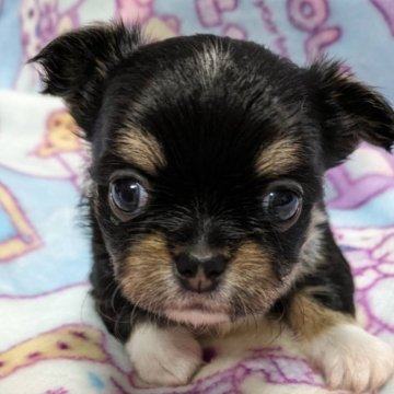 チワワ(ロング)【福岡県・男の子・2025年3月30日・ブラックタン&ホワイト】の写真「可愛い男の子です💕」