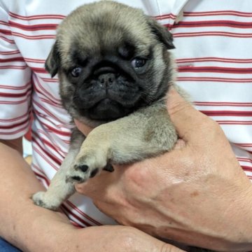 パグ【福岡県・女の子・2025年3月30日・フォーン】の写真「小さなおめ目がクルリとした可愛い女の子です💕」