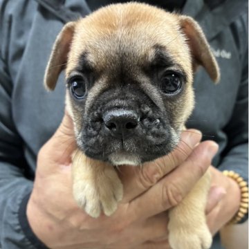 フレンチブルドッグ【福岡県・女の子・2025年9月8日・フォーン】の写真「小さくて、元気のいい女の子です💕」