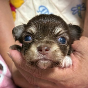 チワワ(ロング)【福岡県・女の子・2025年8月22日・チョコタン&ホワイト】の写真「整ったお顔の女の子です💕」