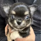 チワワ(ロング)