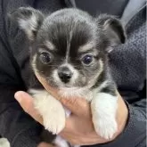 チワワ(ロング)