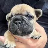 フレンチブルドッグ