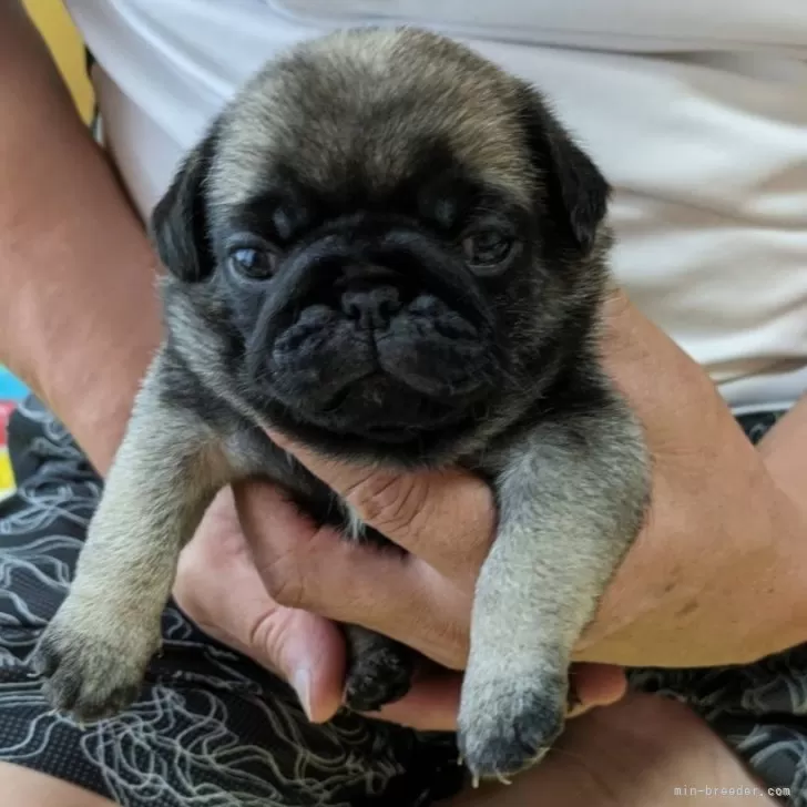 ID：2406-04977の子犬