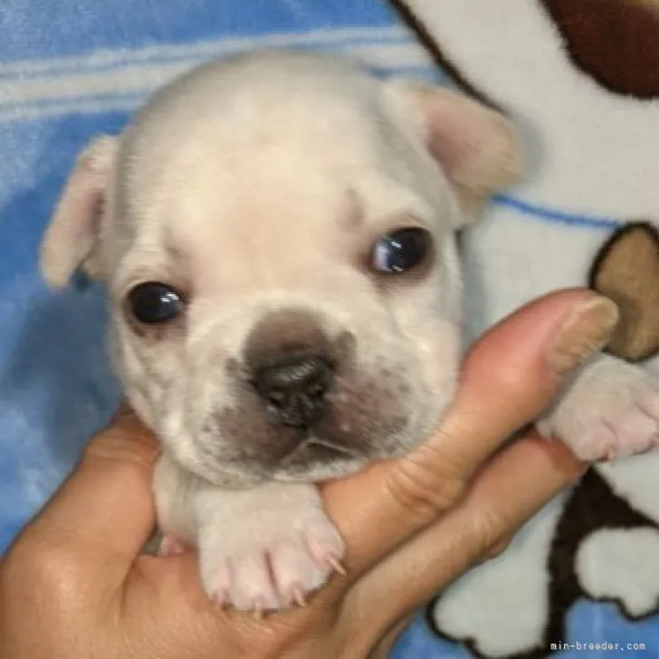 ID：2305-00933の子犬