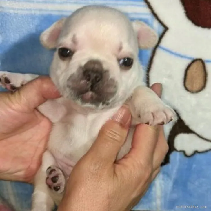 A.O 様のお迎えした子犬