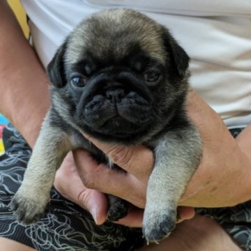 パグ【福岡県・女の子・2024年6月2日・フォーン】の写真「むちむちした可愛い女の子です🫶」