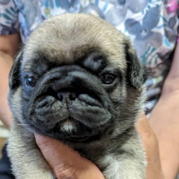 パグ【福岡県・女の子・2024年8月19日・フォーン】の写真「むちむちとした、足の短い女の子です💕」