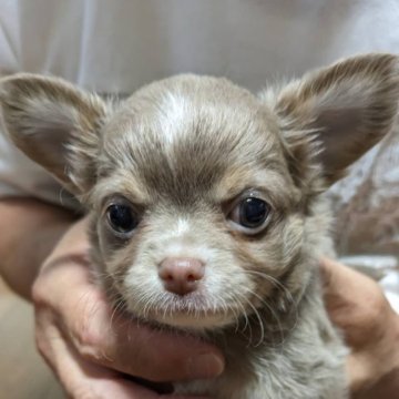 チワワ(ロング)【福岡県・男の子・2024年8月1日・イザベラタンホワイト】の写真「キレイなイザベラタンの男の子です💕」