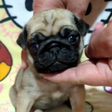 パグ【福岡県・女の子・2023年10月21日・フォーン】の写真「おめ目がくりっとした可愛い子です💕」