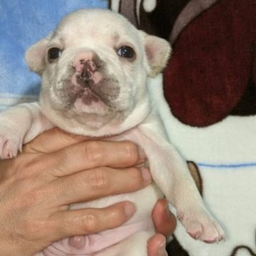 フレンチブルドッグ【福岡県・男の子・2023年4月20日・クリーム】の写真「両親遺伝子クリアです！」