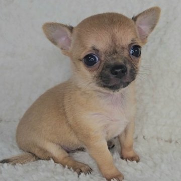 チワワ(スムース)【広島県・女の子・2025年2月1日・フォーン】の写真「スクエアタイプの可愛いお転婆ちゃん」