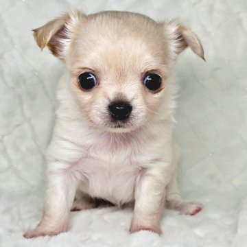 チワワ(ロング)【広島県・女の子・2025年10月22日・クリーム&ホワイト】の写真「ちびちび末っ子ちゃん」