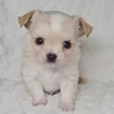 チワワ(ロング)