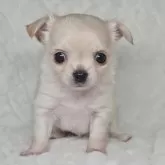 チワワ(ロング)