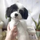 マルプー(トイプードル×マルチーズ)【福岡県・女の子・2025年5月26日・パーティ】の写真4